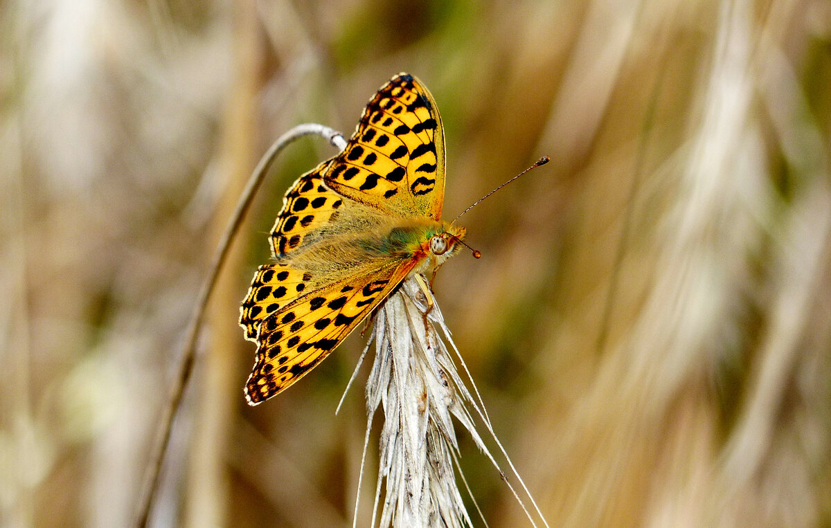 опять про бабочек 463 - Александр Прокудин опять про бабочек 463 - Александр Прокудин