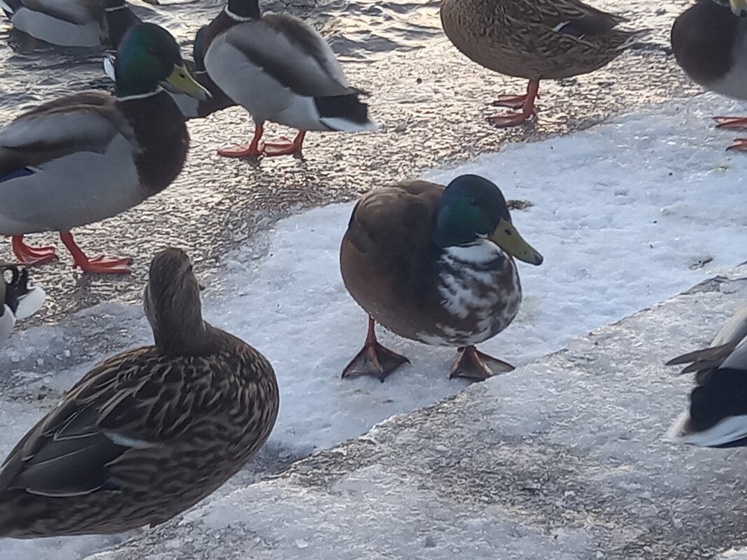 Утки - Сапсан 