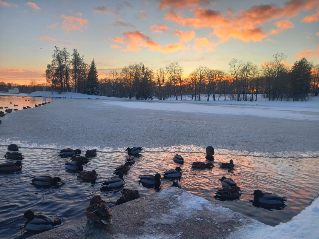 Утки на закате - Сапсан 