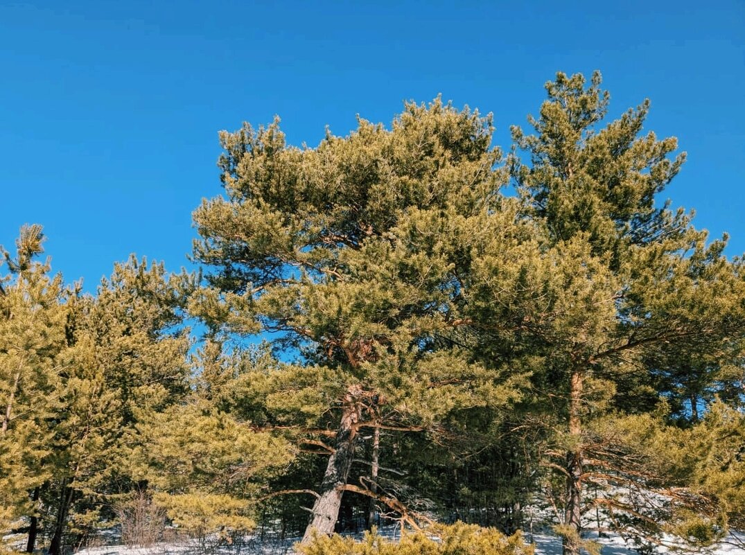 Сосны. - Георгиевич 