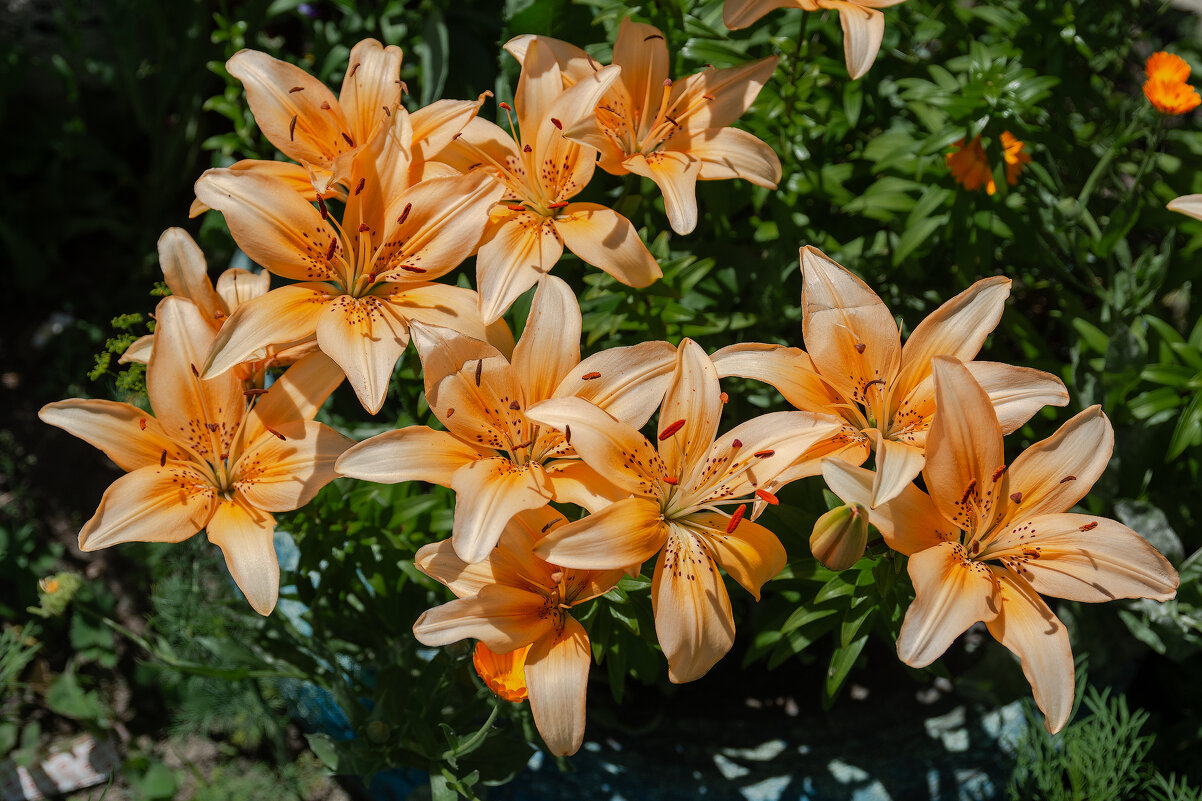 *** - Виктор Иванович Чернюк