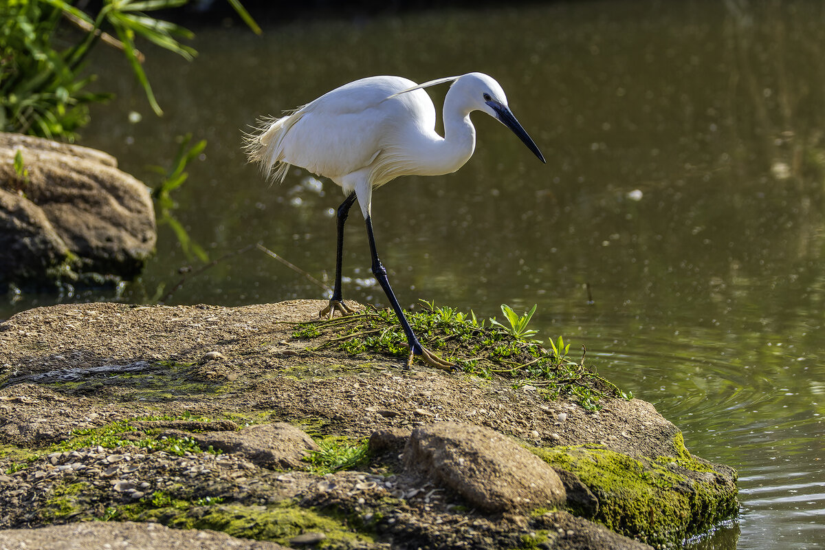 Малая белая цапля. - Alexander Amromin Малая белая цапля. - Alexander Amromin