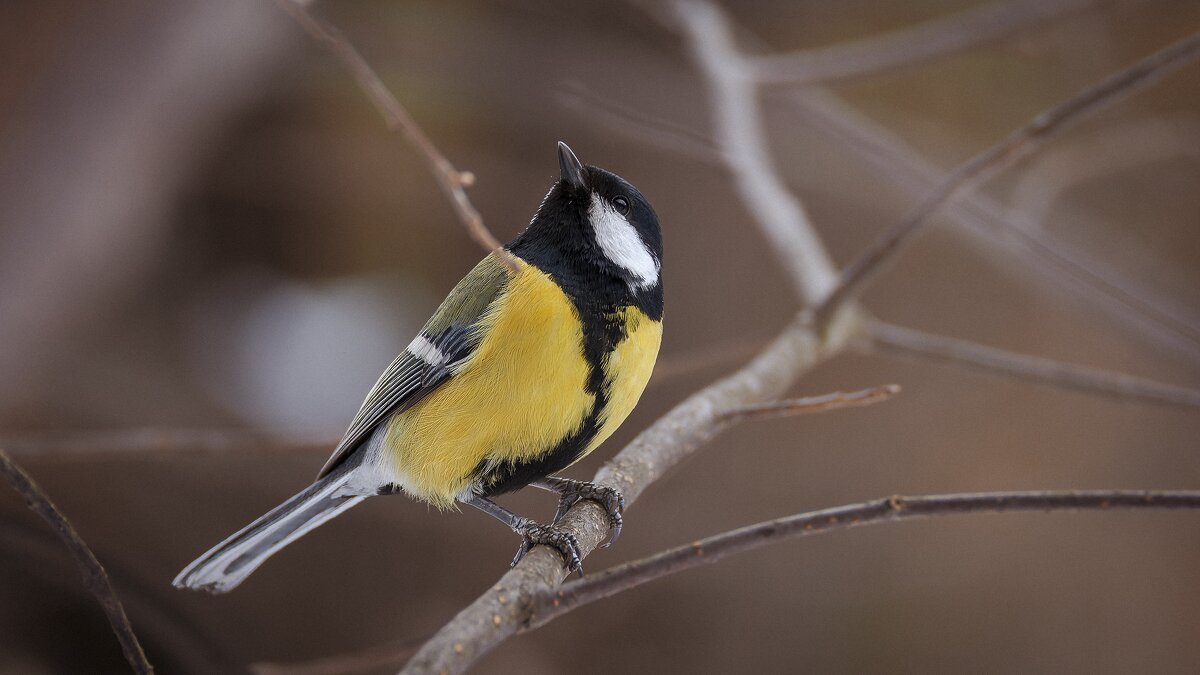 Сизая синица. - Вадим Басов Сизая синица. - Вадим Басов