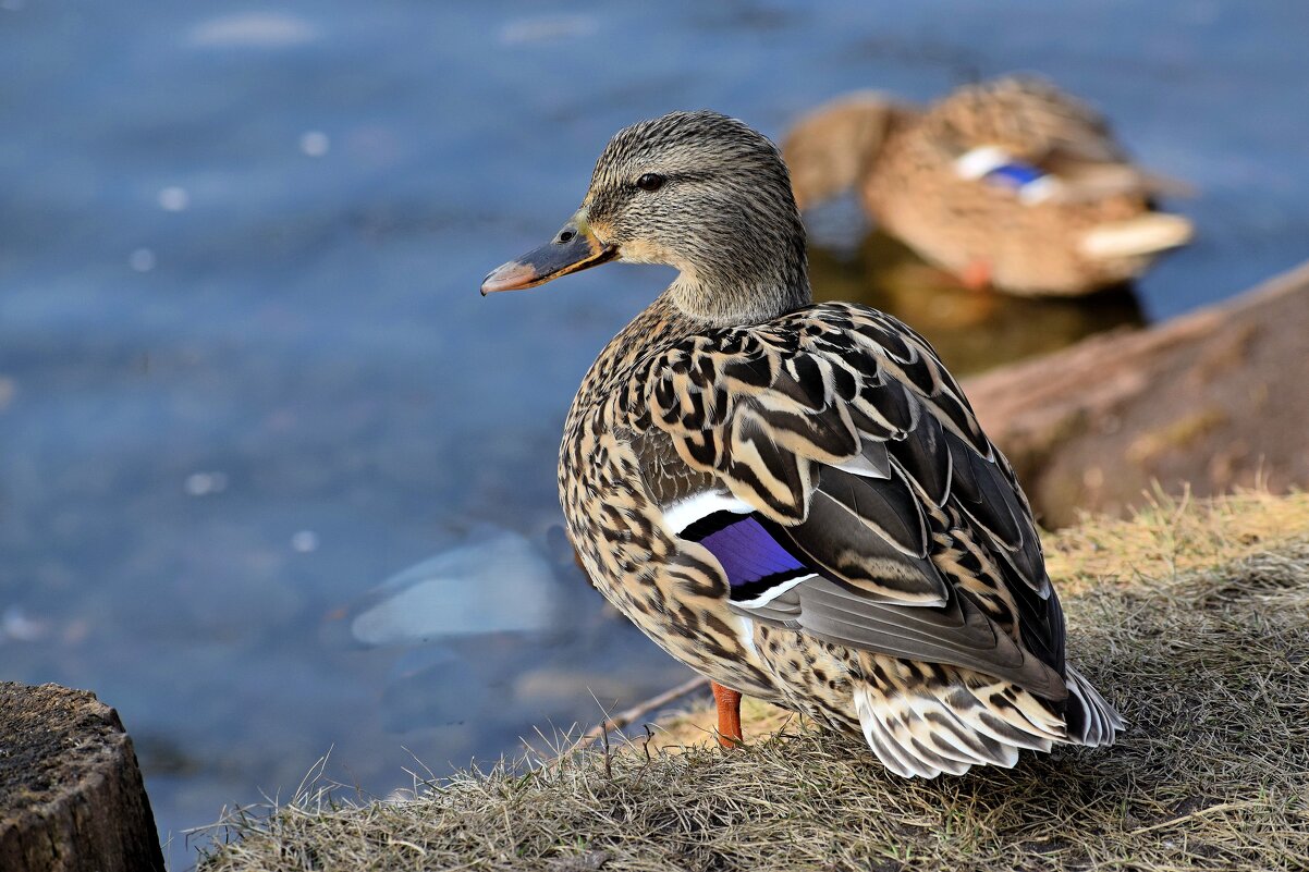 О чём мечтает - никто не знает. - Татьяна Помогалова О чём мечтает - никто не знает. - Татьяна Помогалова