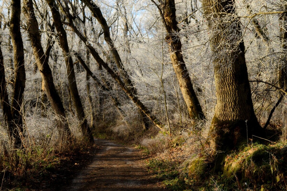Морозное утро.... - Юрий Цыплятников Морозное утро.... - Юрий Цыплятников
