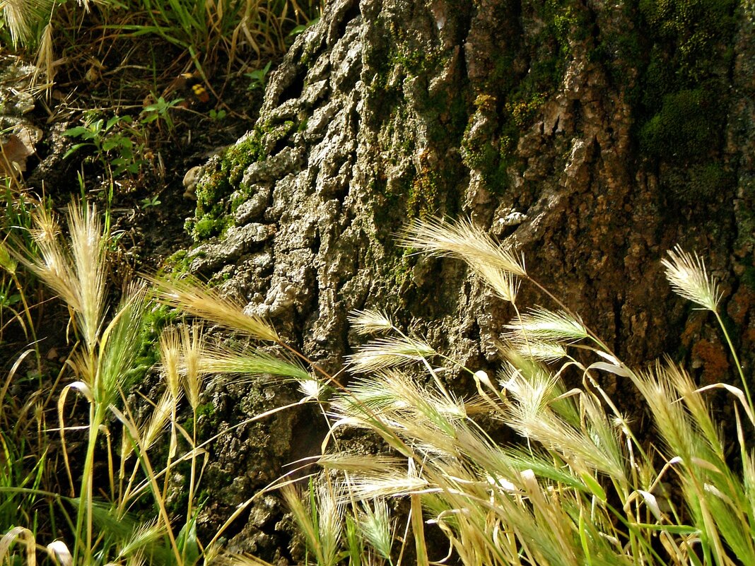 Растительность - Роман Савоцкий