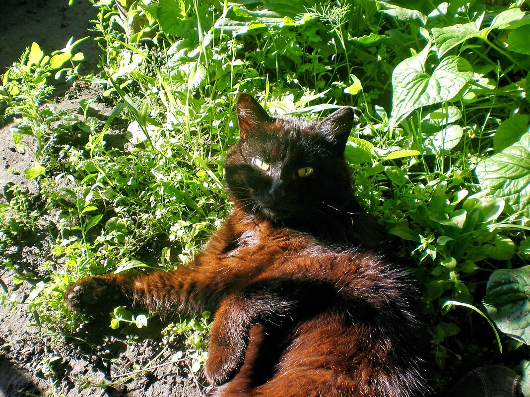 Балдёж - Роман Савоцкий