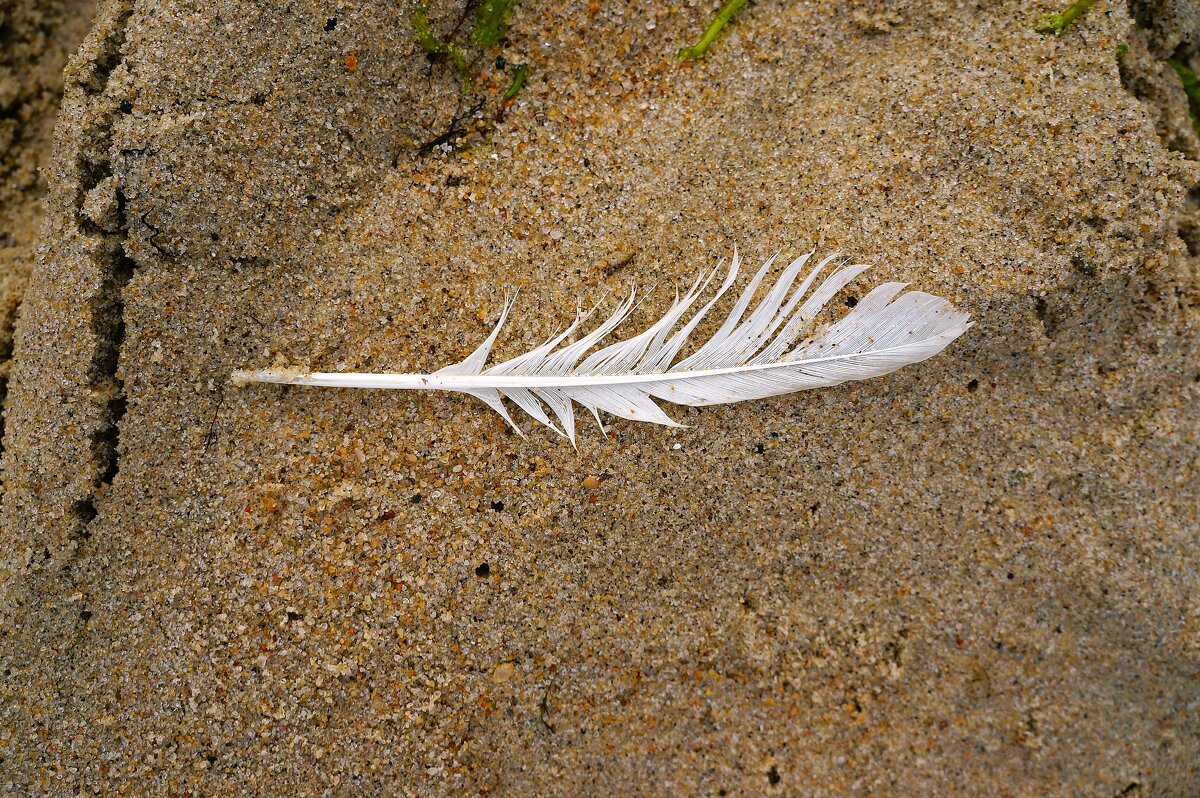 След Ангела..... - Алёна Савина След Ангела..... - Алёна Савина