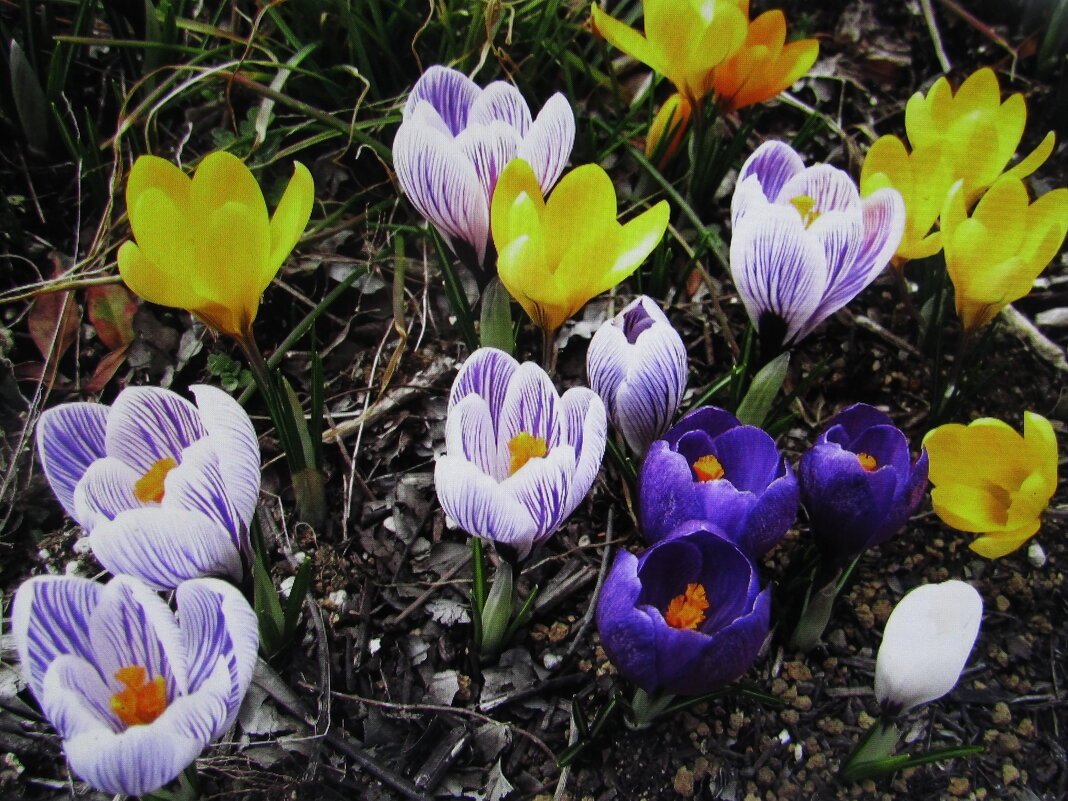 Во всей красе - Людмила Смородинская