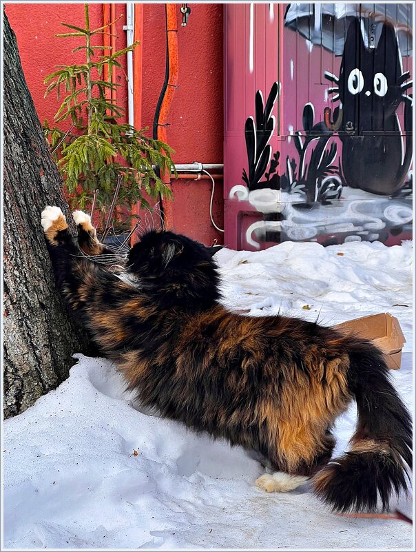 Точим коготки. - Валерия Комова