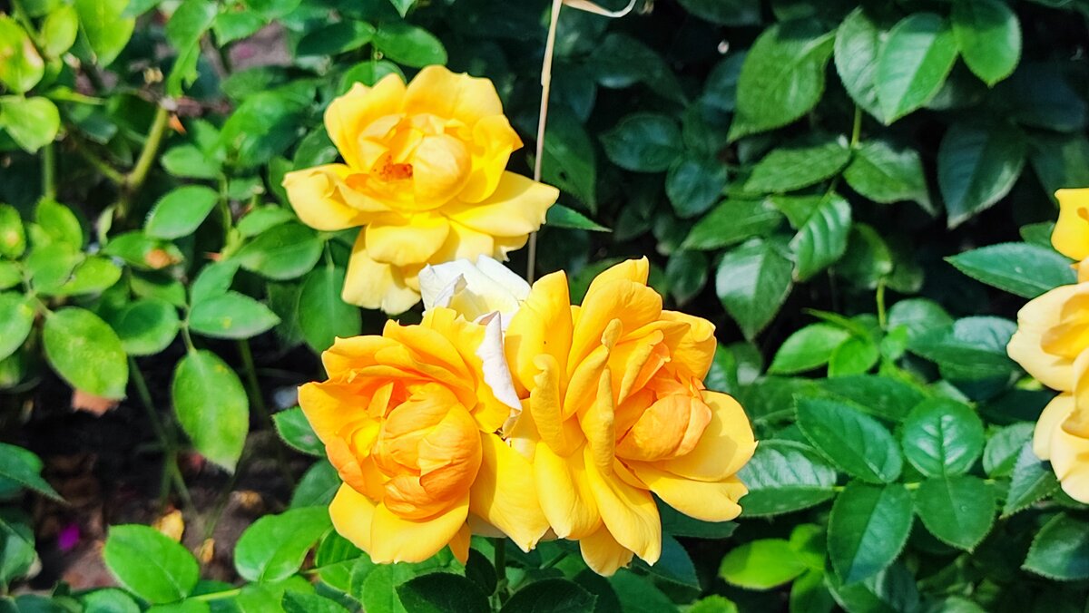 ,,, - Сергей Тимоновский ,,, - Сергей Тимоновский