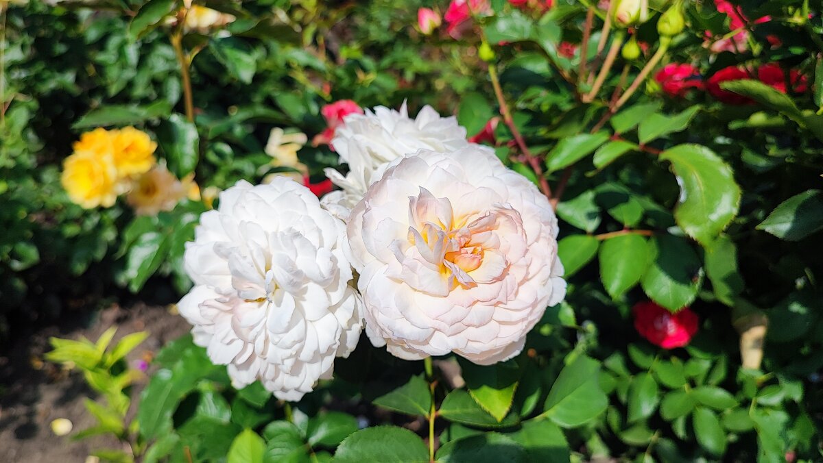 ,,, - Сергей Тимоновский ,,, - Сергей Тимоновский