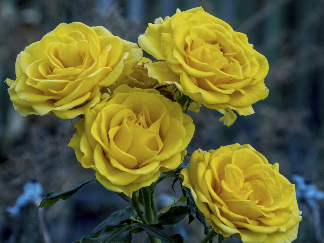 Жёлтые розы - Валентин Семчишин Жёлтые розы - Валентин Семчишин