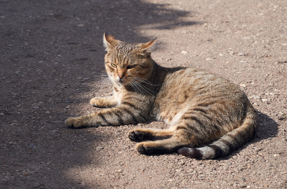 Главный по оранжерее - Инна Драбкина Главный по оранжерее - Инна Драбкина