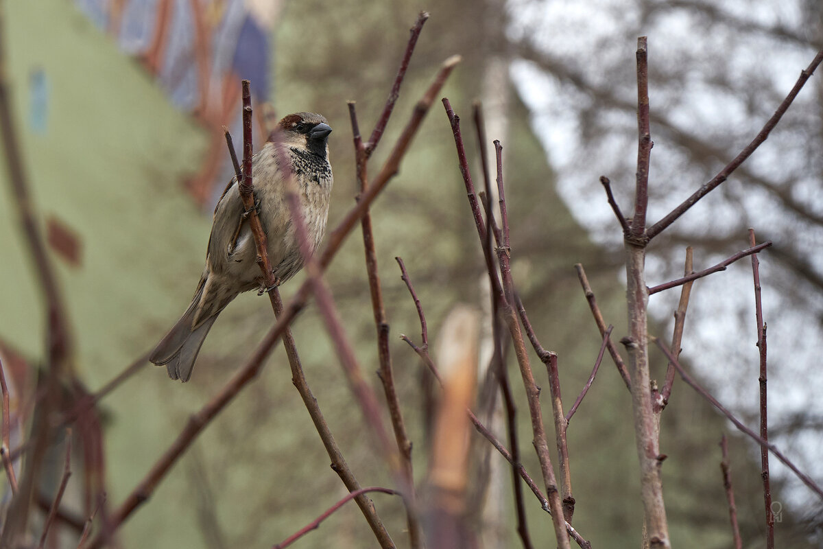 Воробушек - Олег Манаенков Воробушек - Олег Манаенков