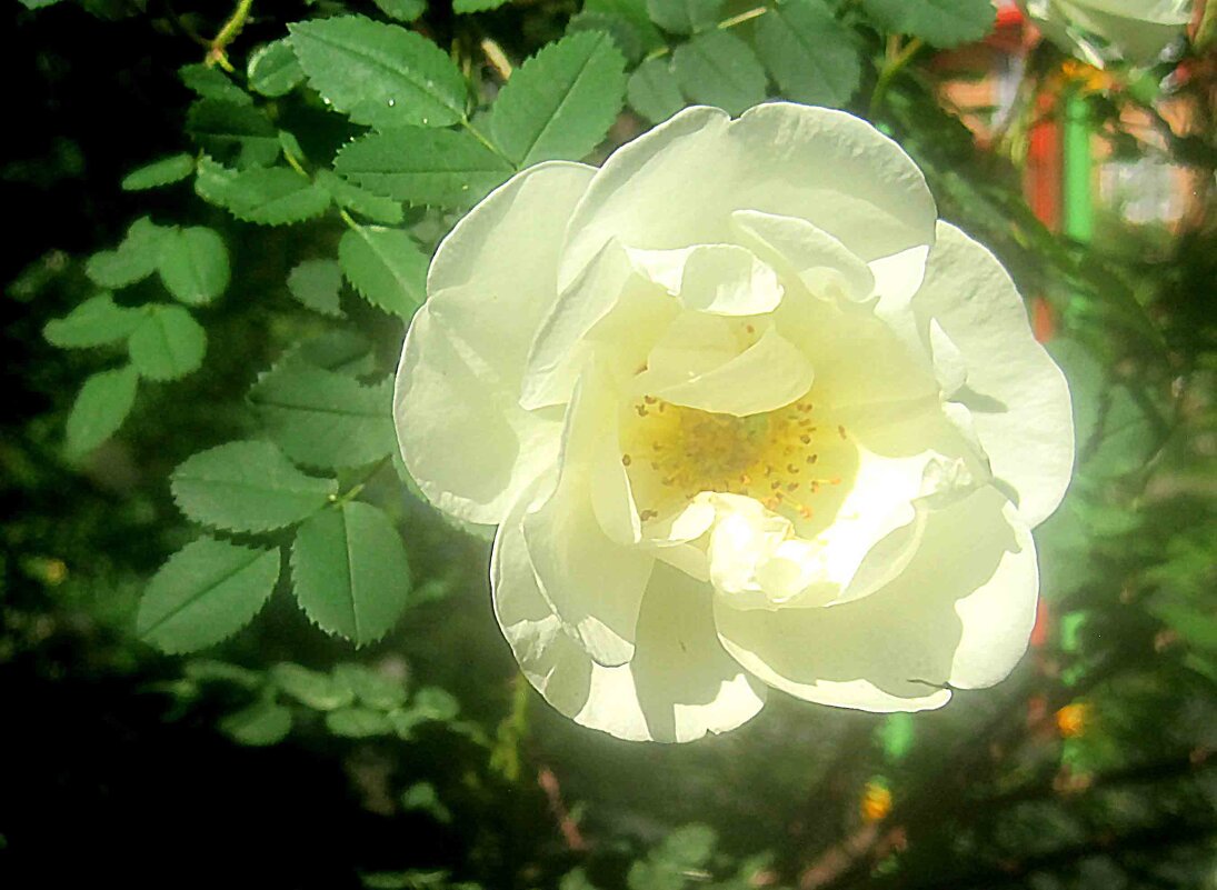 Жасмин - Елена Семигина