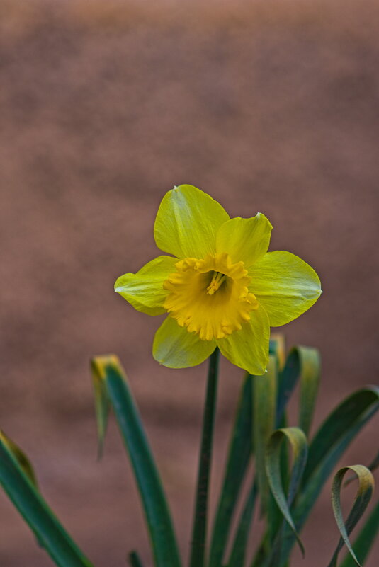 Нарцисс - Giant Tao / Нарцисс - Giant Tao /