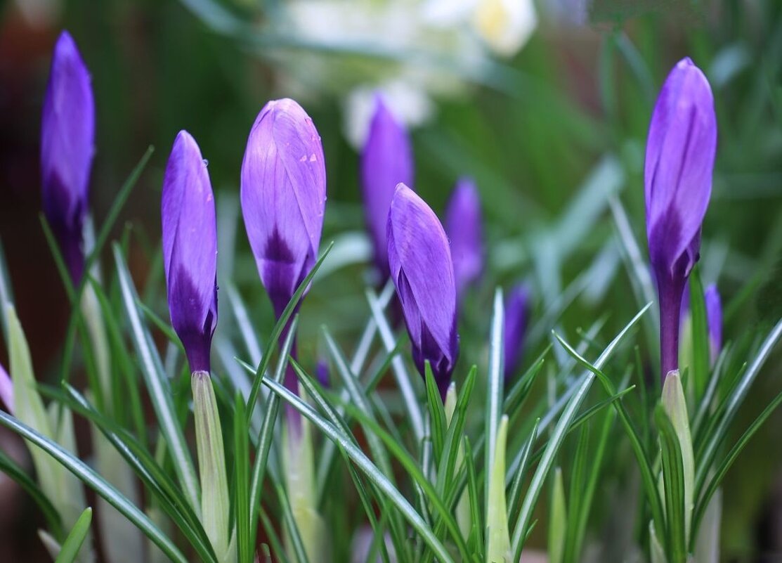 Крокус - ZNatasha -