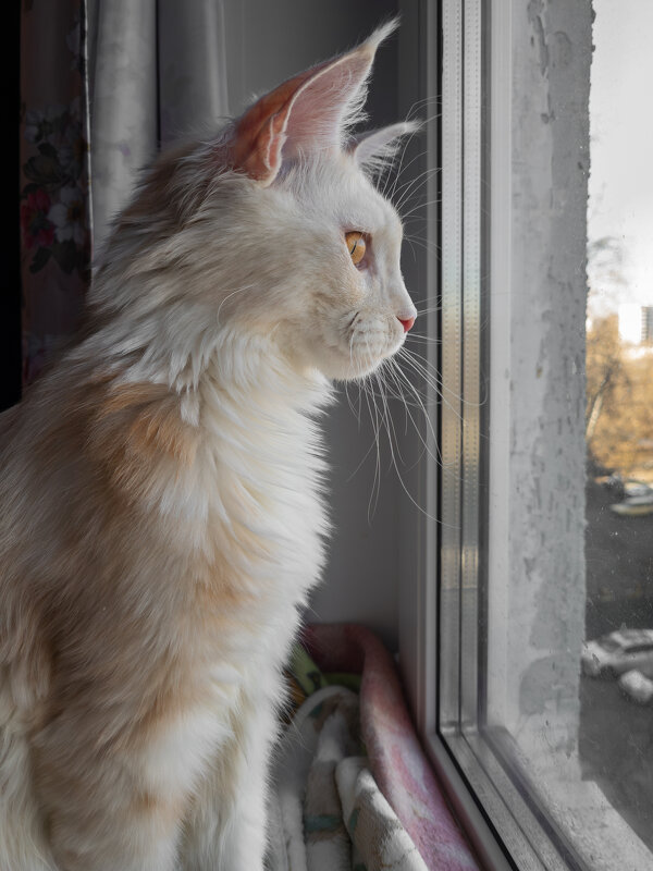 Зльза. - Борис Калитенко