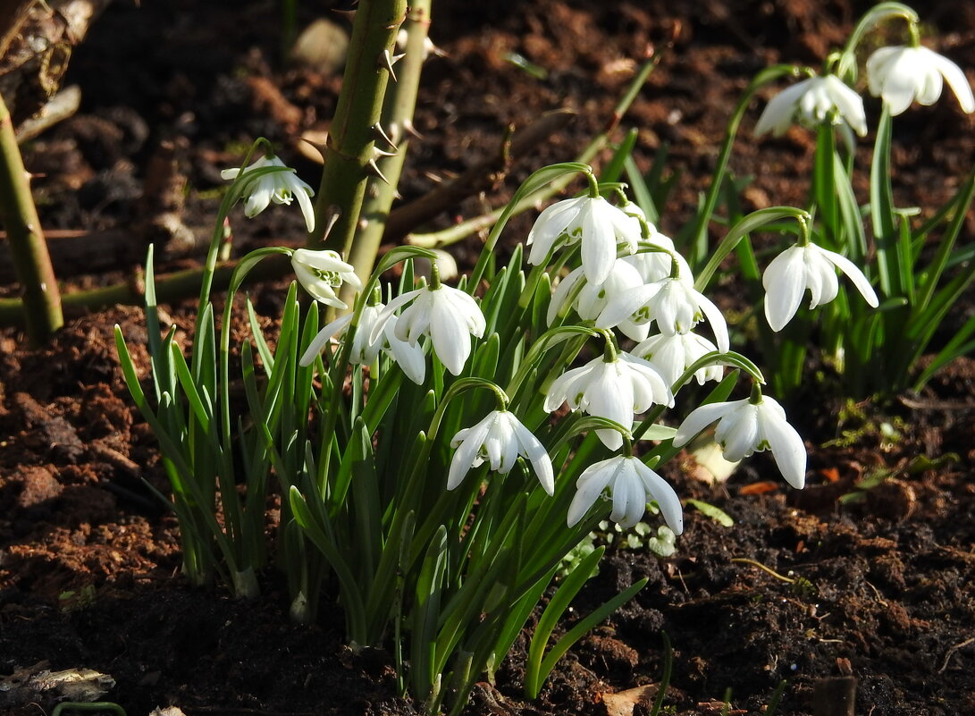 *** - ИННА ПОРОХОВА *** - ИННА ПОРОХОВА