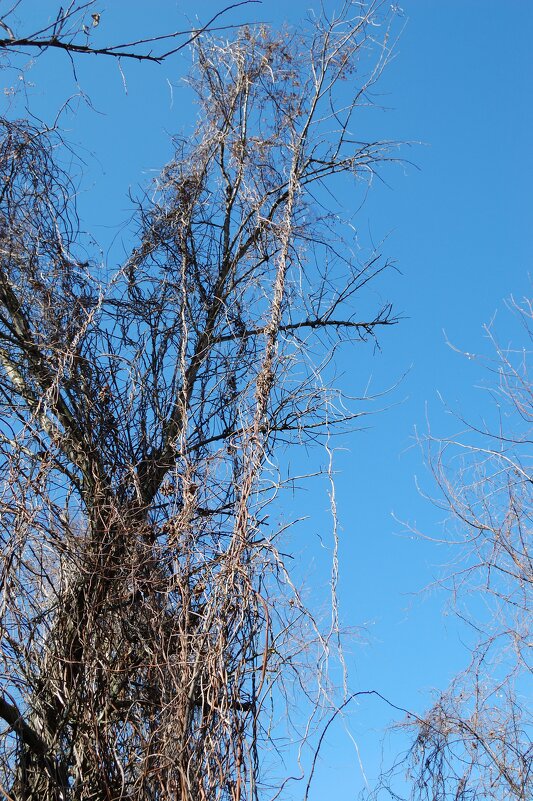 Почти тропические лианы - Insanus Jackal Почти тропические лианы - Insanus Jackal