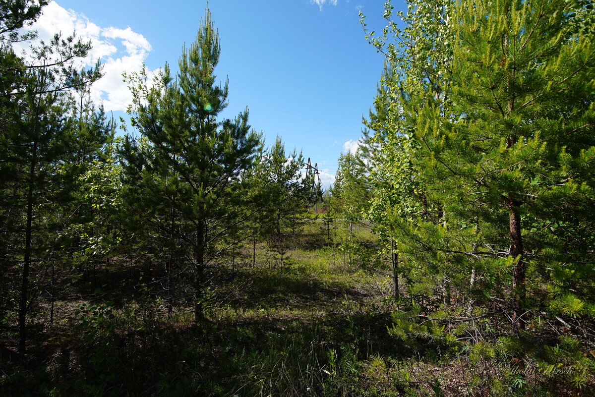 Там, где были отвалы... - Николай Гирш Там, где были отвалы... - Николай Гирш