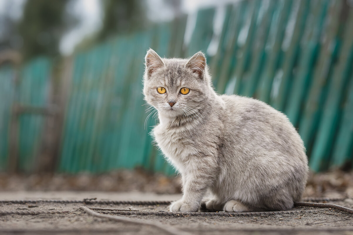 Котёнок - Alex Bush