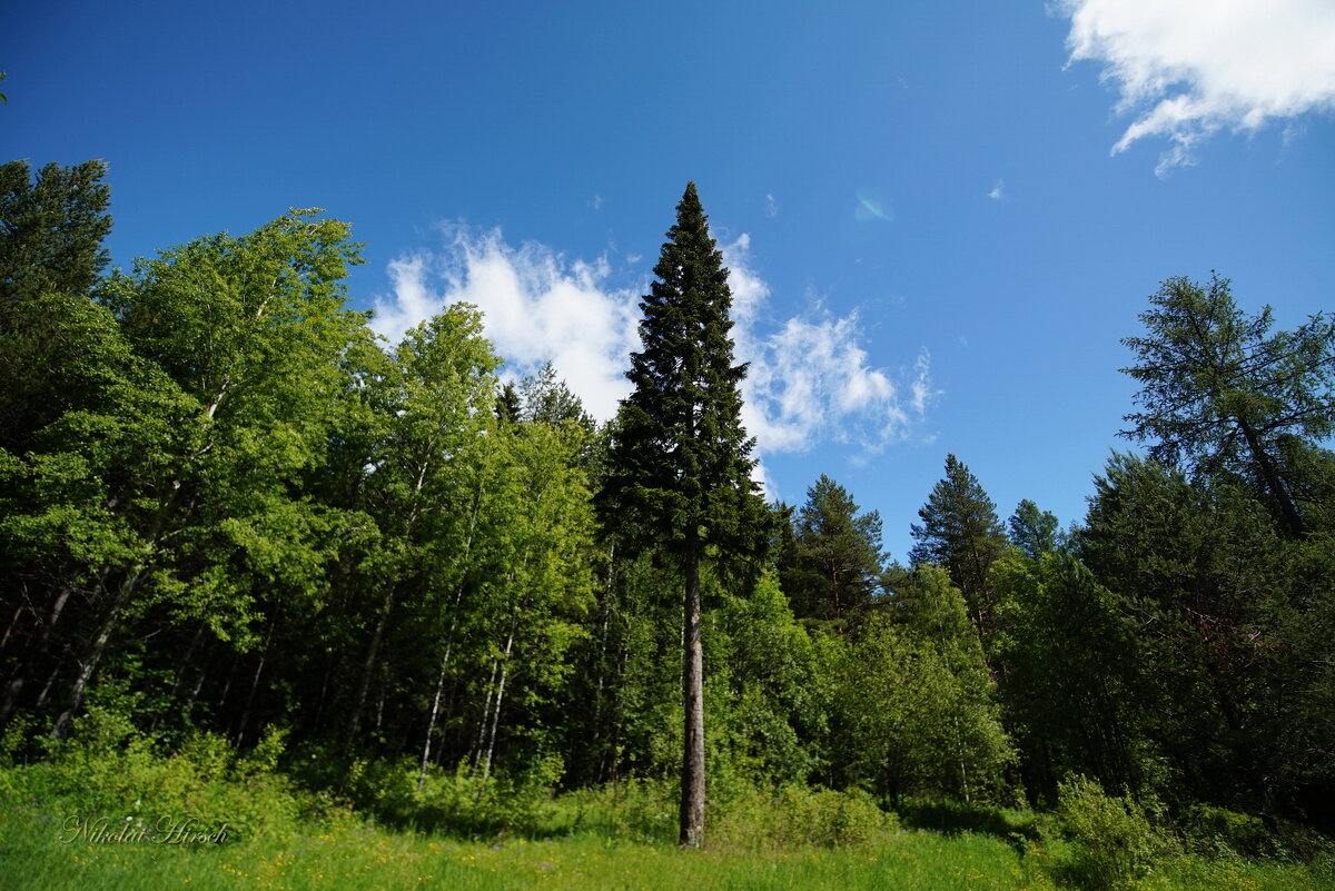 Про ель... - Николай Гирш Про ель... - Николай Гирш