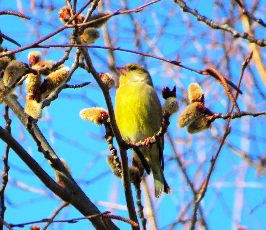 Зеленушка - Андрей Снегерёв