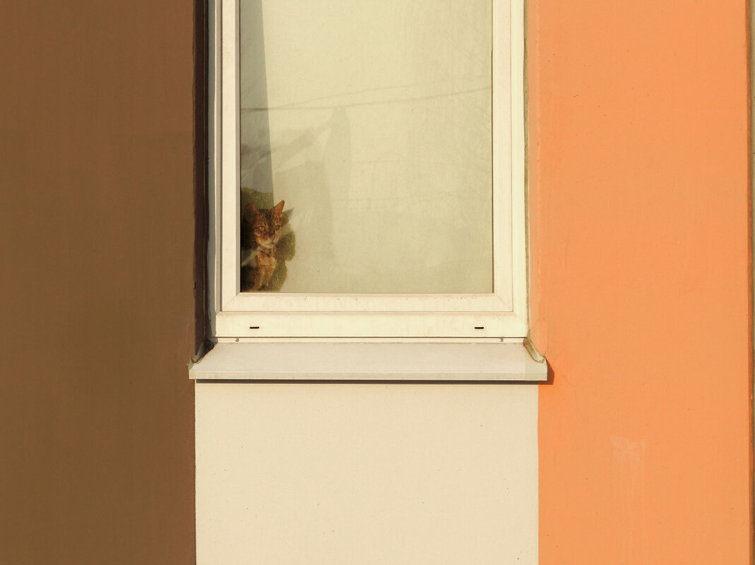 котонаблюдение - Лера 