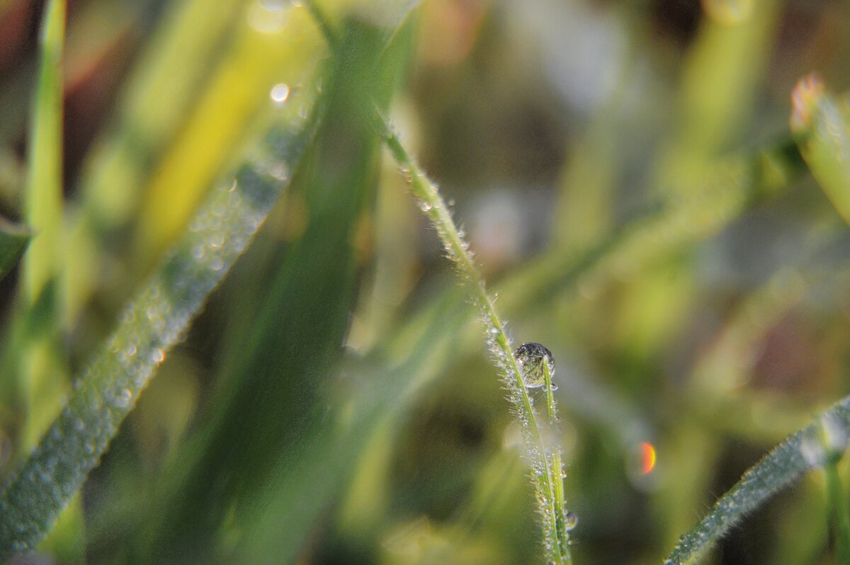 Природная палитра...капелька росы на траве... - Надежда Куркина Природная палитра...капелька росы на траве... - Надежда Куркина