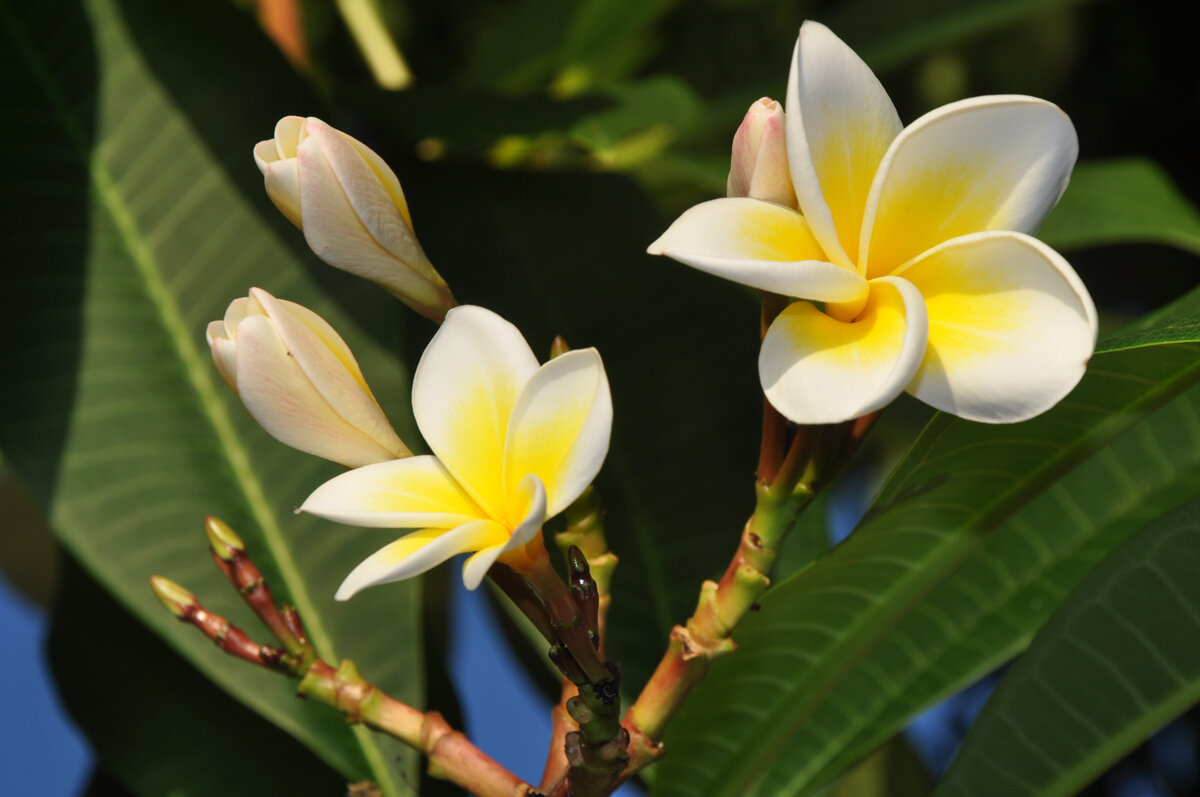 Сейшельская плюмерия - Ирина Ватолина