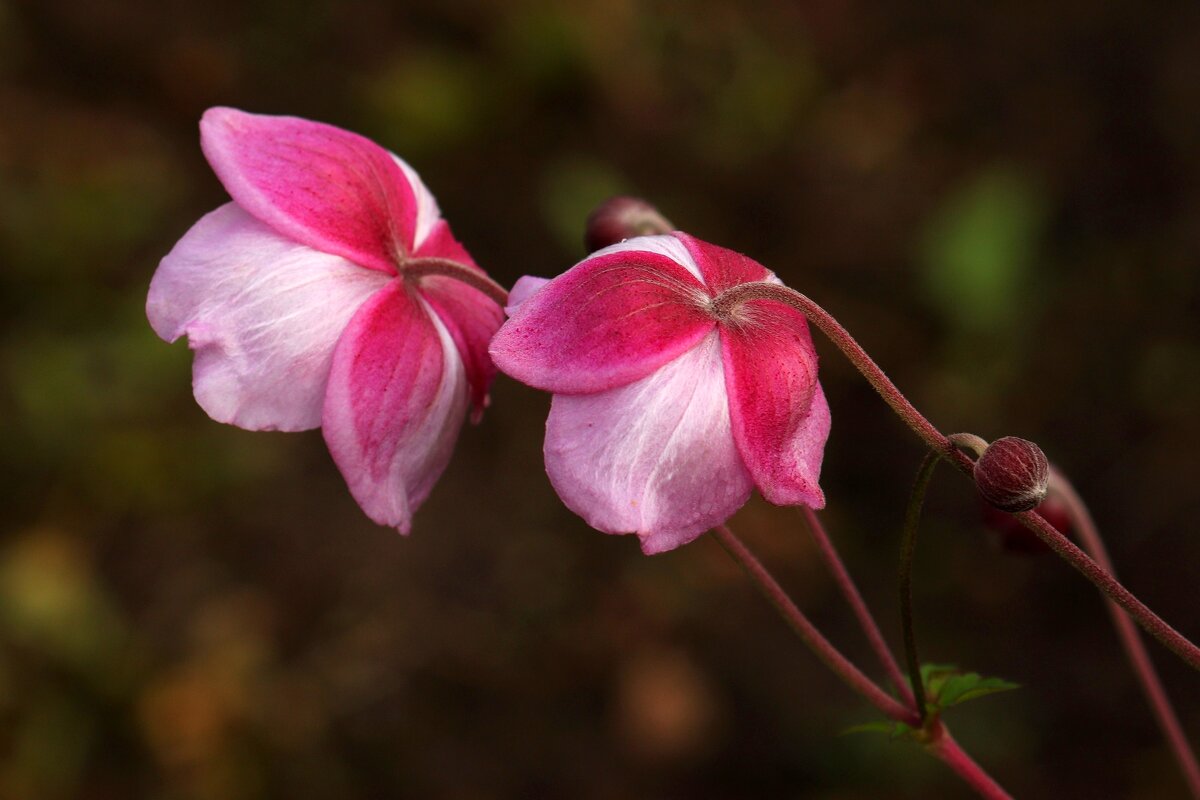 Анемоны - Юрий. Шмаков Анемоны - Юрий. Шмаков
