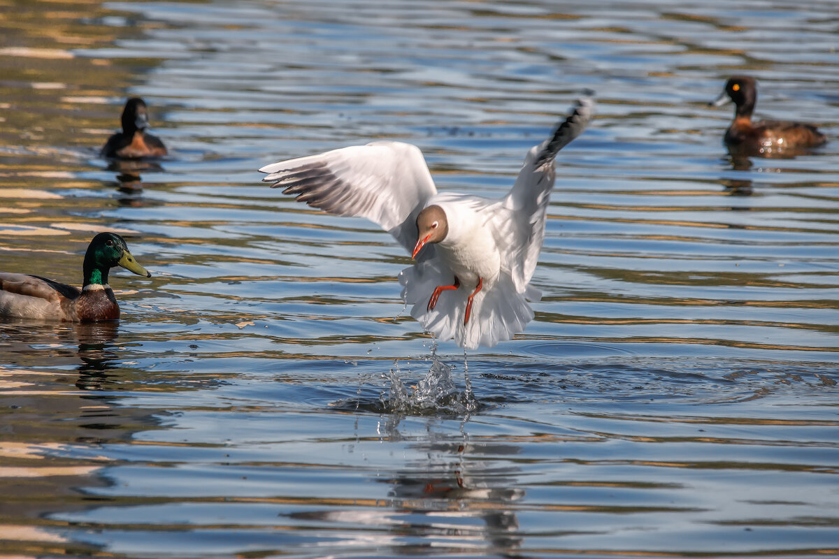 Про чаек - Владимир Колесников Про чаек - Владимир Колесников