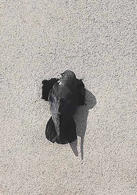 Квартира занята! - Валентина  Нефёдова 