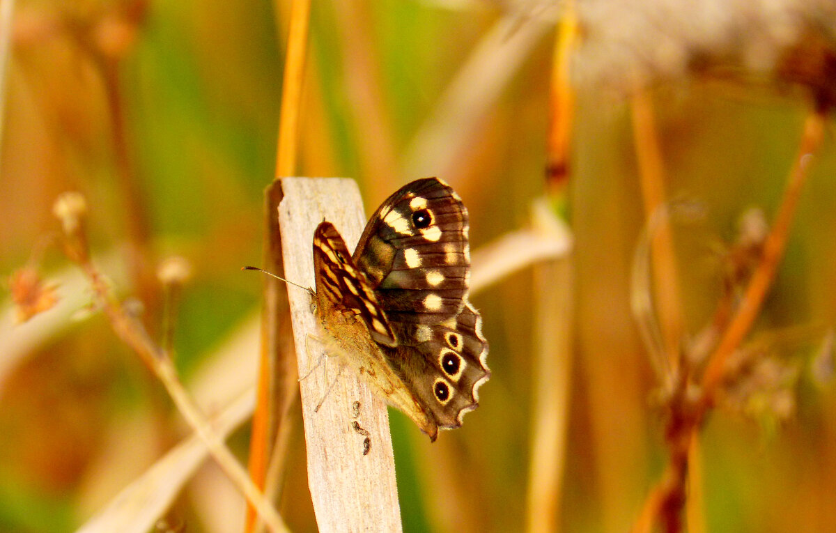 опять про бабочек 464 - Александр Прокудин
