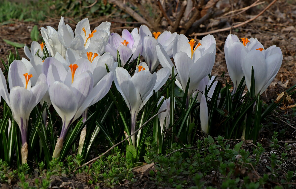 *** - Игорь Kуленко