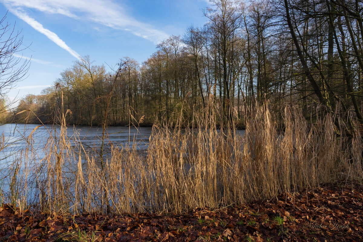 Февральским днём... - Николай Гирш