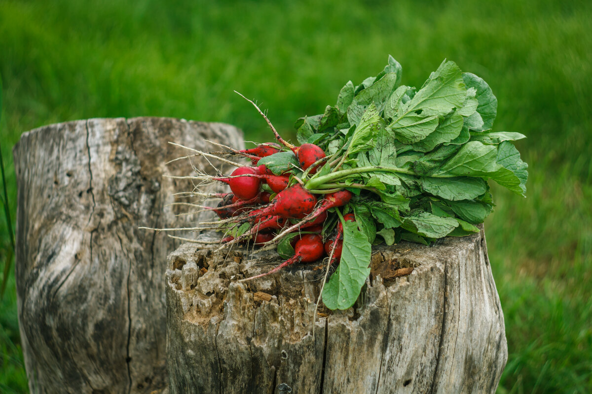 * - Дмитрий Кобзев