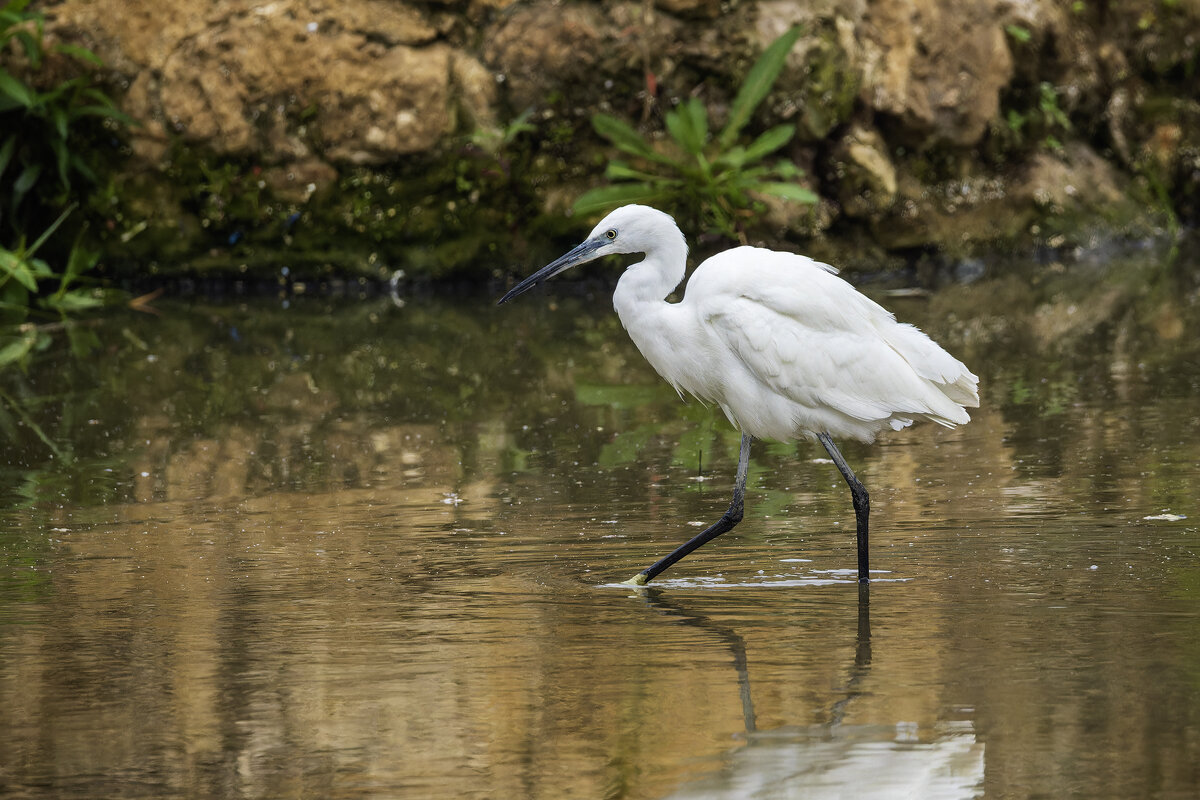 Малая белая цапля. - Alexander Amromin
