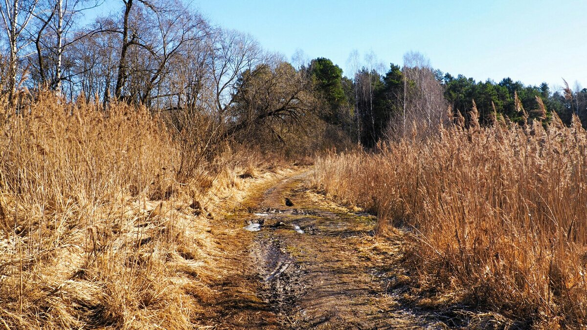 По этой дороге только пешком (репортаж из поездок по области). - Милешкин Владимир Алексеевич 