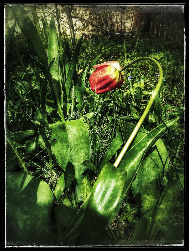 Тюльпан в дикой природе... - Руслан Тюльпан в дикой природе... - Руслан