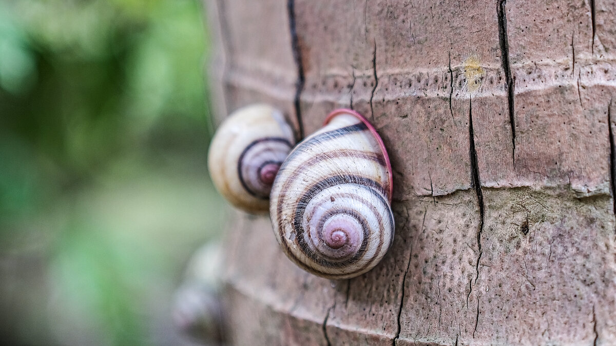 Улитки на пальме - Dmitry i Mary S