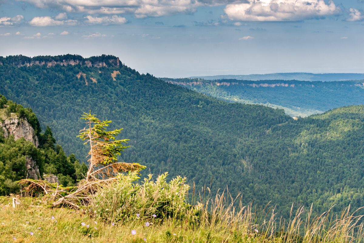 Леса в Адыгее - Игорь Сикорский Леса в Адыгее - Игорь Сикорский