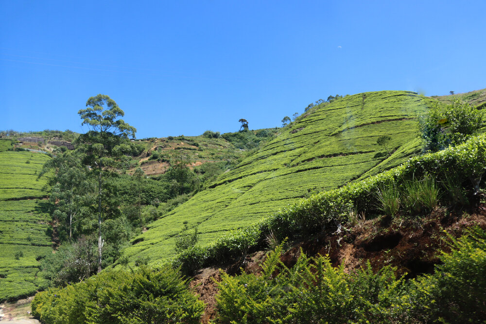 Чайные плантации Нувара-Элия - Галина Ильясова
