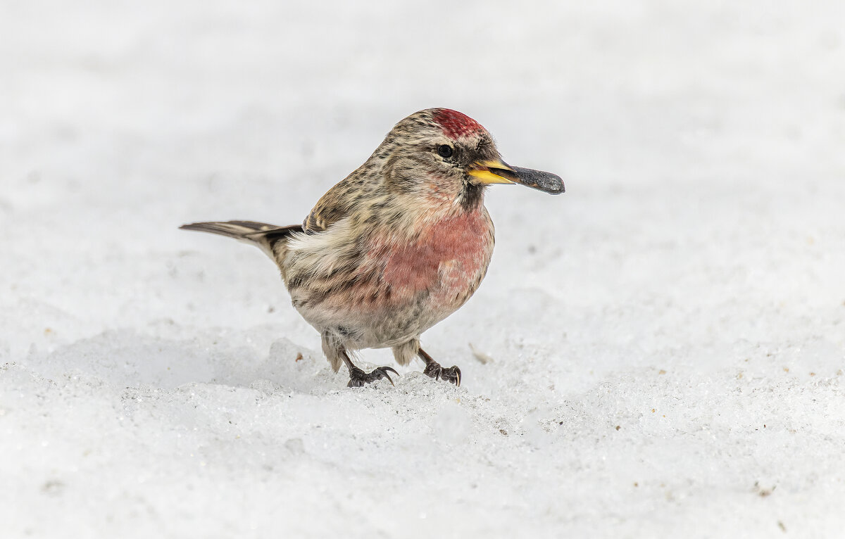 чечетка - юрий макаров