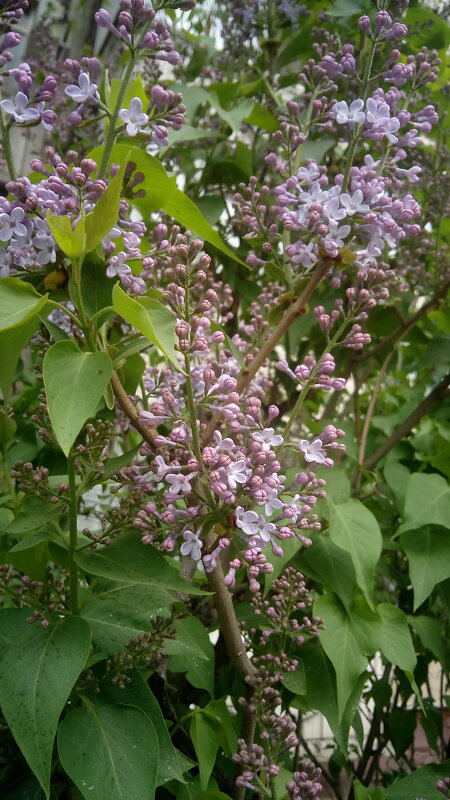 ,,, - Сергей Тимоновский