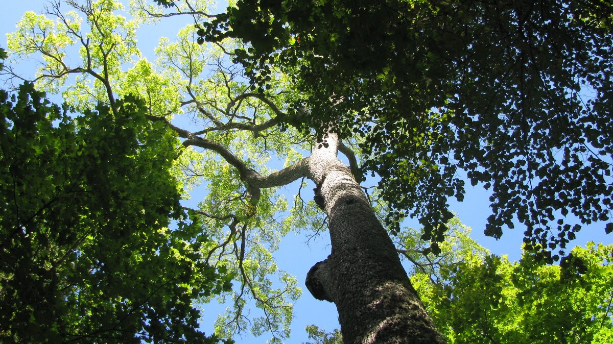 Вяз-великан - Олег Зоркий