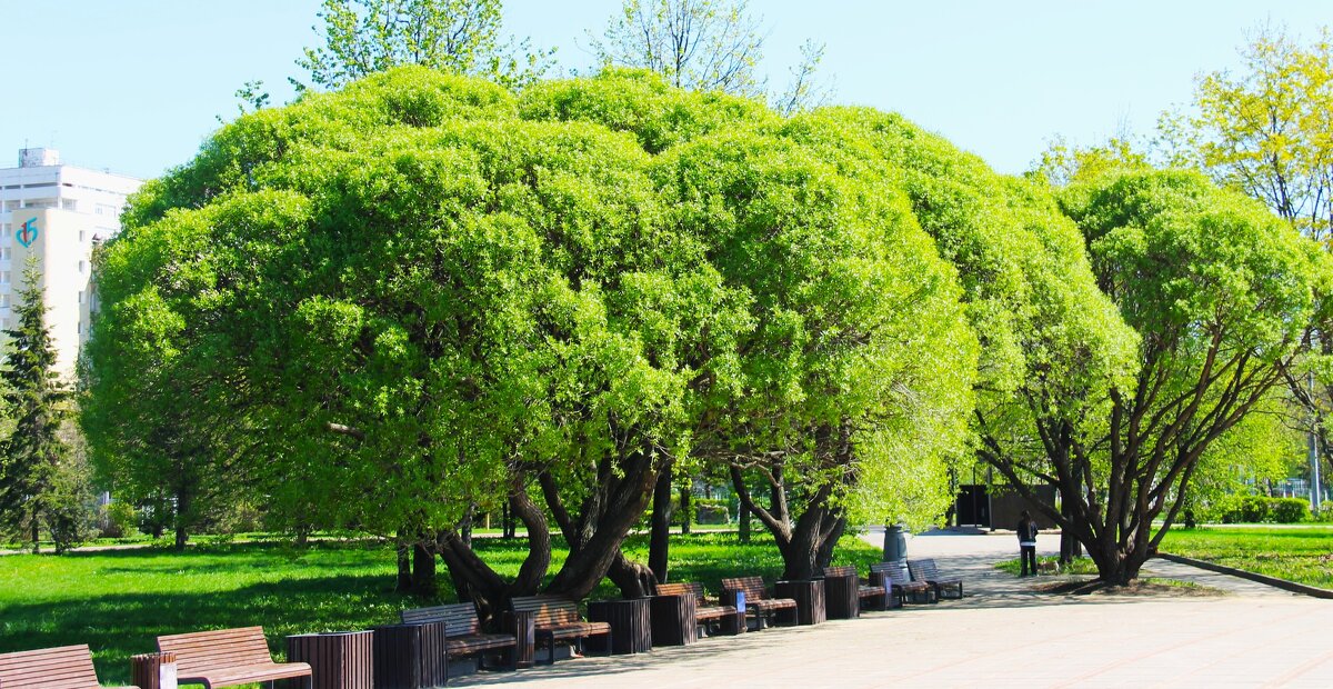 ИВА ШАРОВИДНАЯ В ПАРКЕ - Валентина ИВА ШАРОВИДНАЯ В ПАРКЕ - Валентина