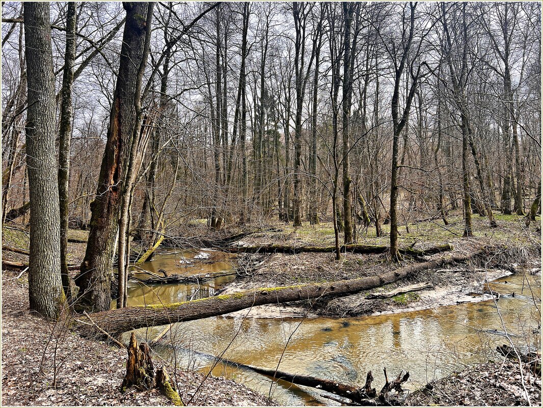 Прогулка по весеннему лесу. - Валерия Комова